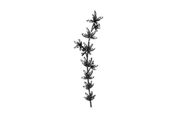 Download Herb Thyme Leaf Sketch Hand Drawn Vector - Vector Collection