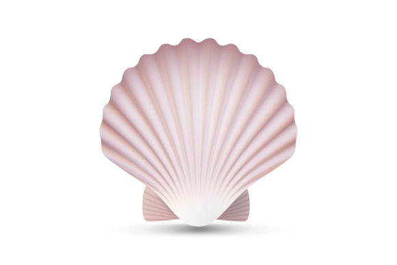 Download Scallop Seashell Vector. Ocean Mollusk - Vector Collection