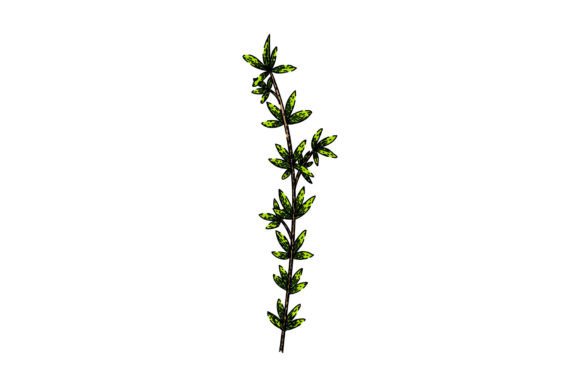 Download Herb Thyme Leaf Sketch Hand Drawn Vector - Vector Collection