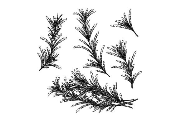 Download Rosemary Set Sketch Hand Drawn Vector - Vector Collection