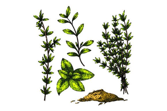 Download Thyme Leaf Set Sketch Hand Drawn Vector - Vector Collection