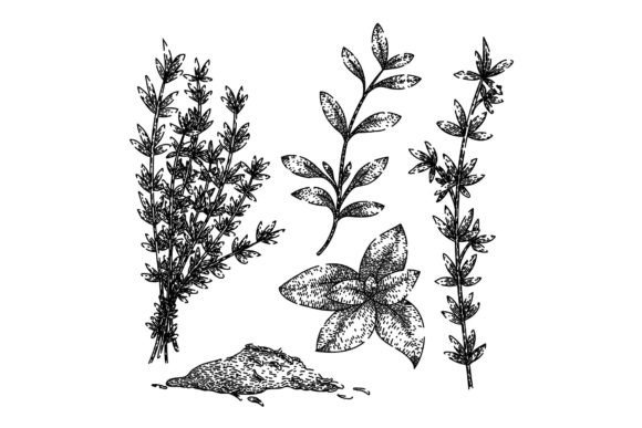Download Thyme Leaf Set Sketch Hand Drawn Vector - Vector Collection