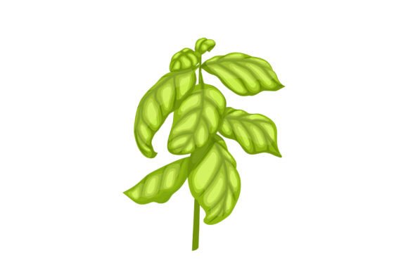 Download Basil Pesto Plant Cartoon Vector - Vector Collection